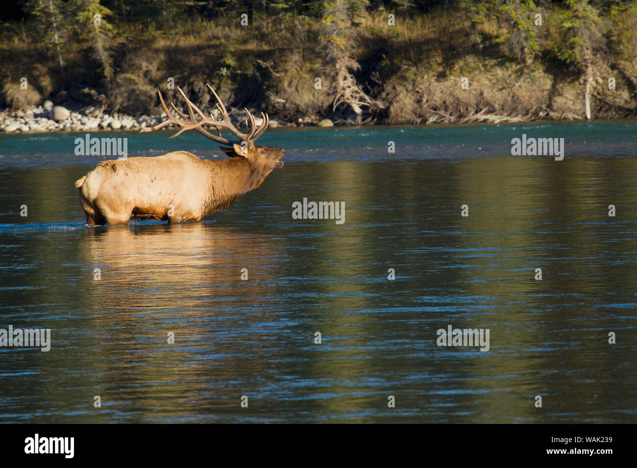 Rocky Mountain bull elk bugling Stock Photo