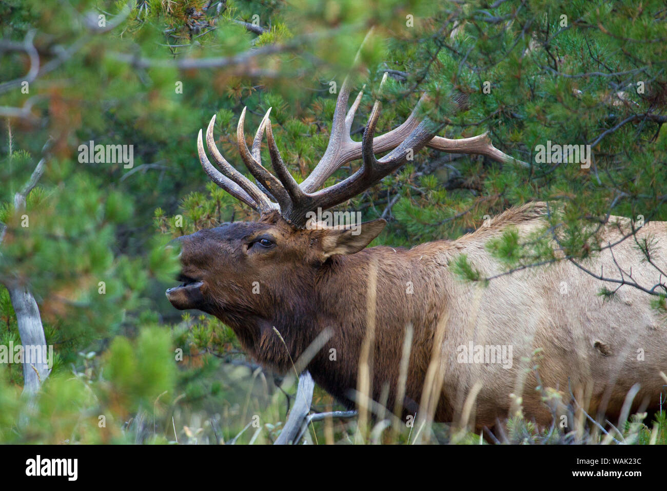 Rocky Mountain bull elk Stock Photo
