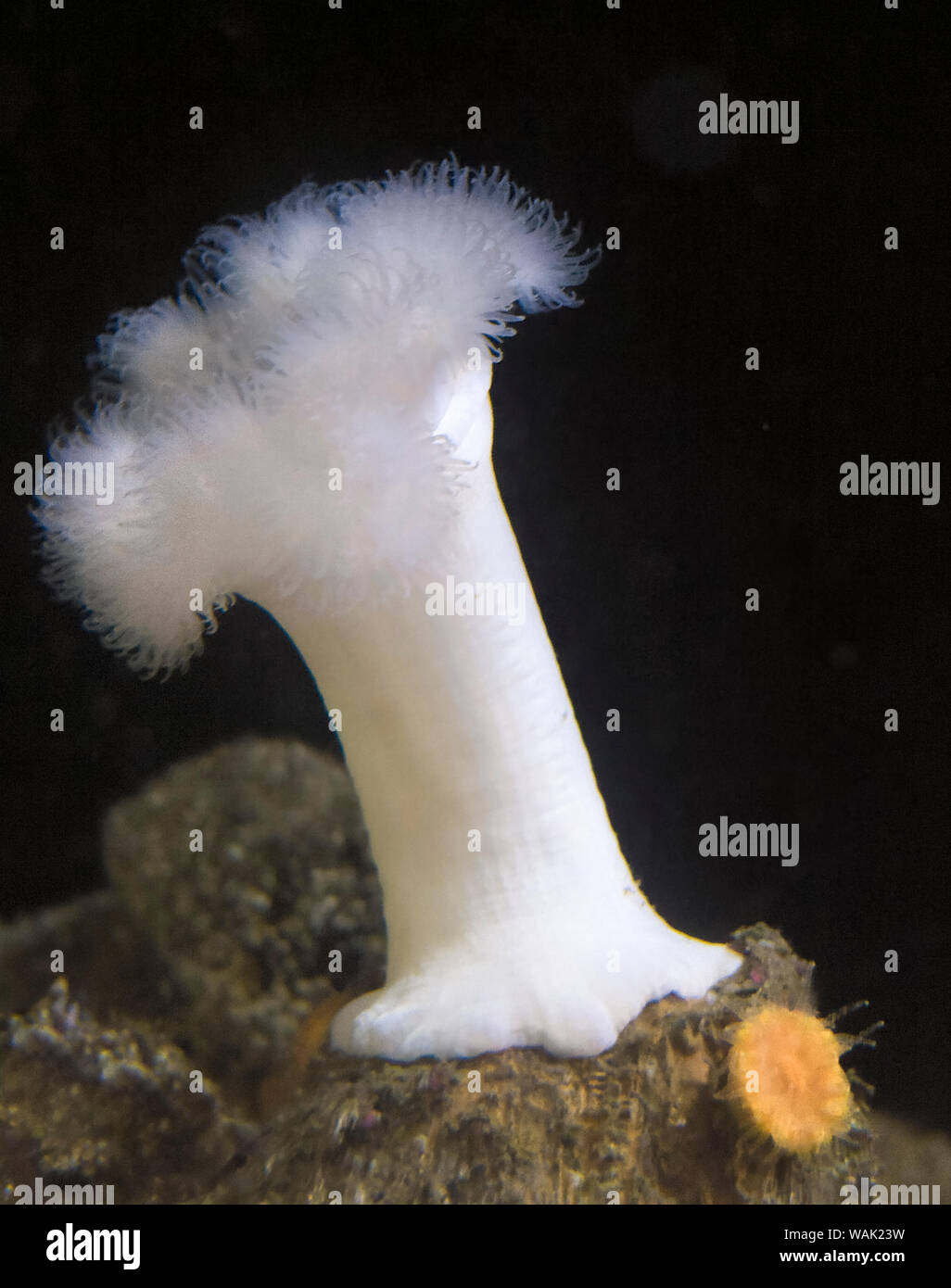 White Anemone Saltwater