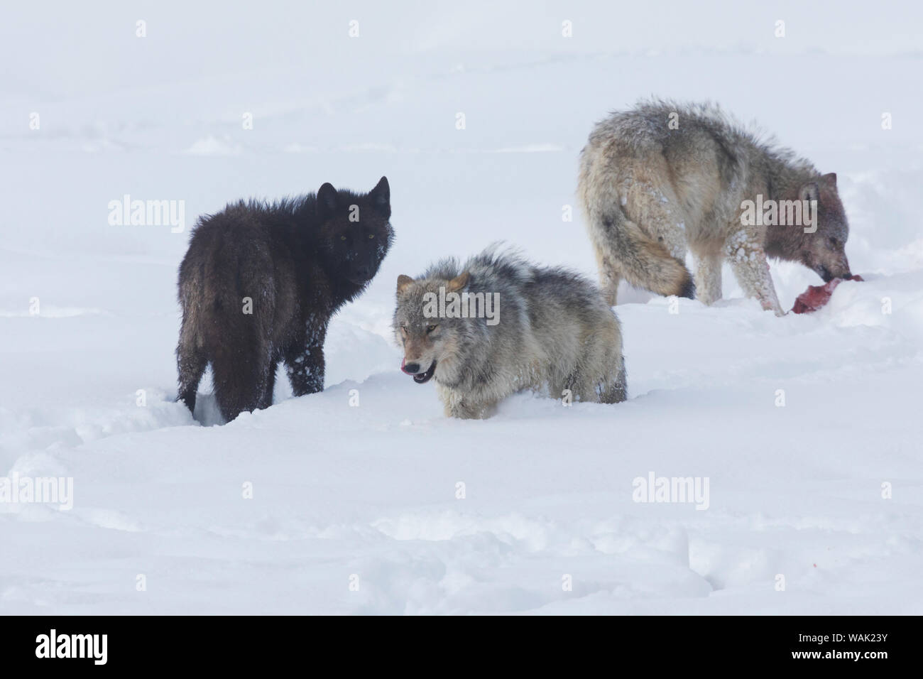 Gray wolves near recent kill Stock Photo