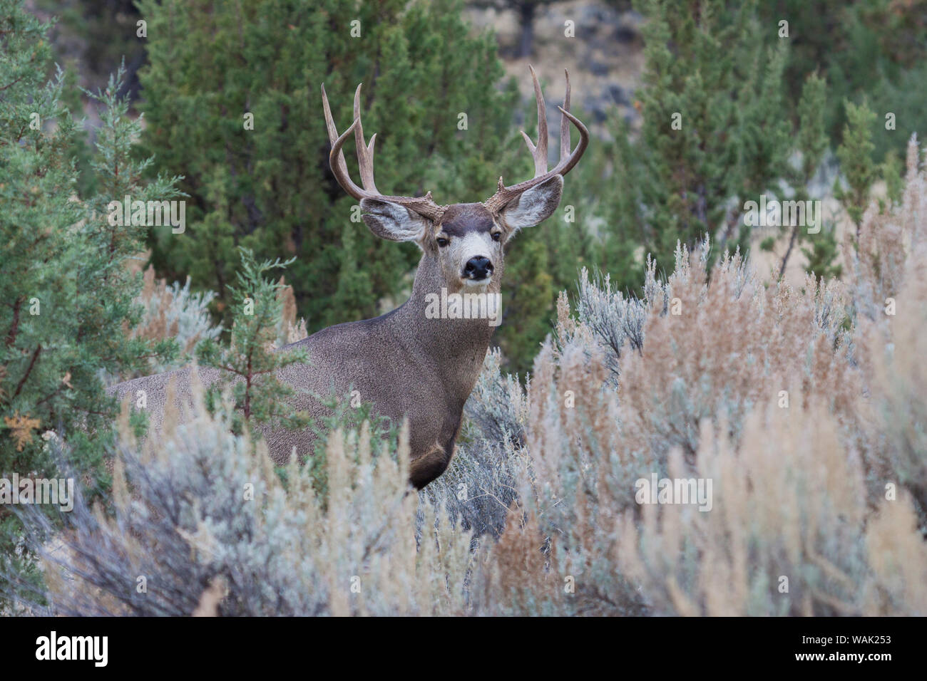 Mule deer buck Stock Photo - Alamy