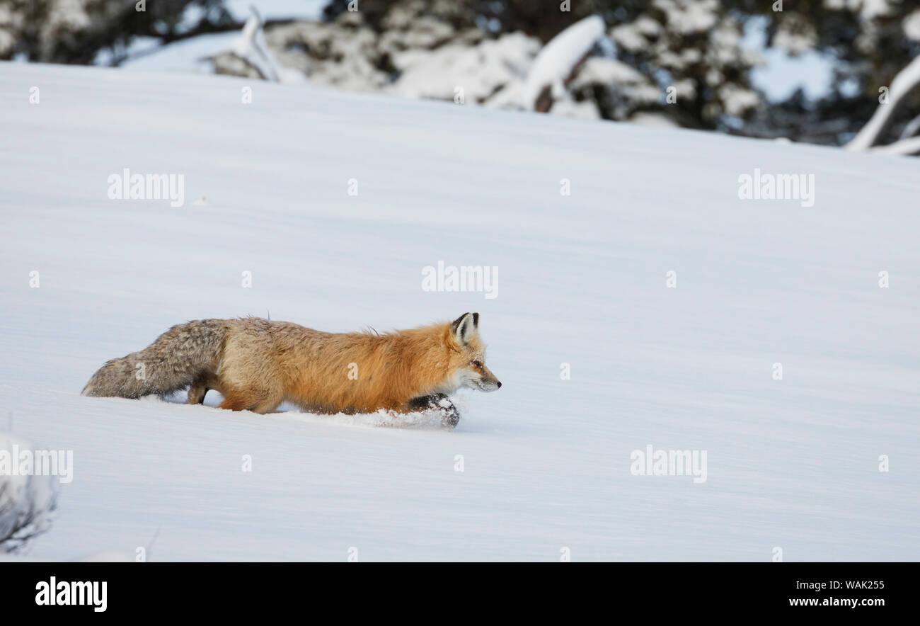 Red fox on the prowl Stock Photo
