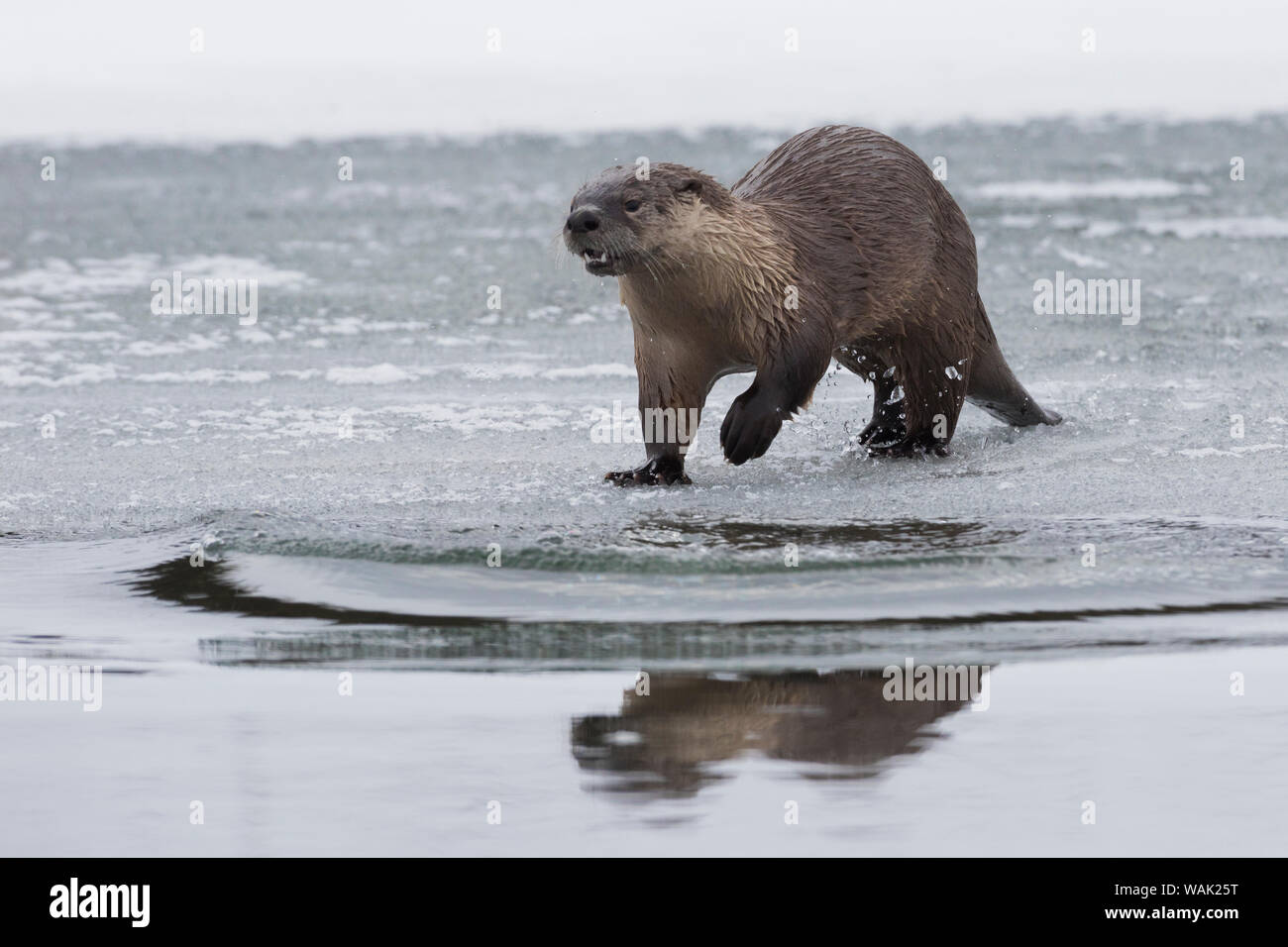 River otter preparing to dive into river Stock Photo