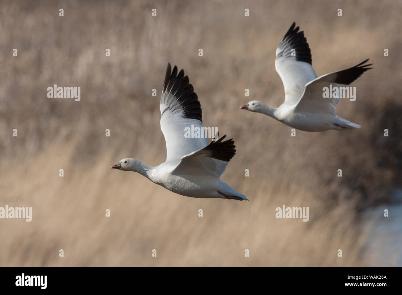 Ross geese Stock Photo