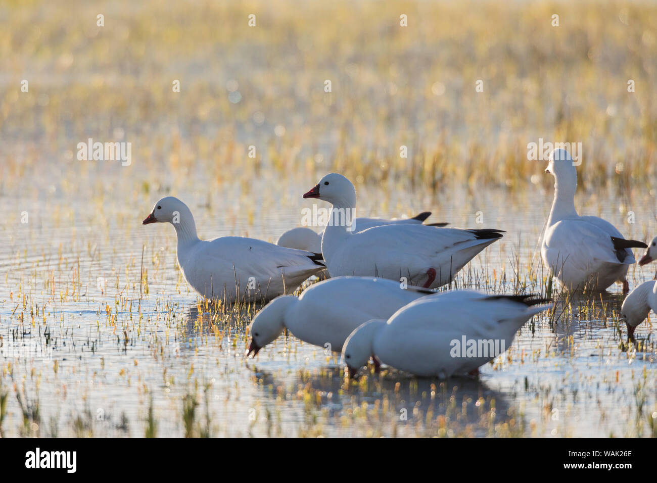 Ross geese migration stop Stock Photo
