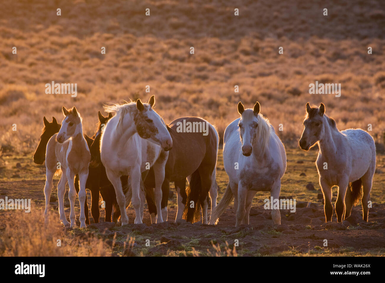 Wild horses at mineral lick Stock Photo Alamy