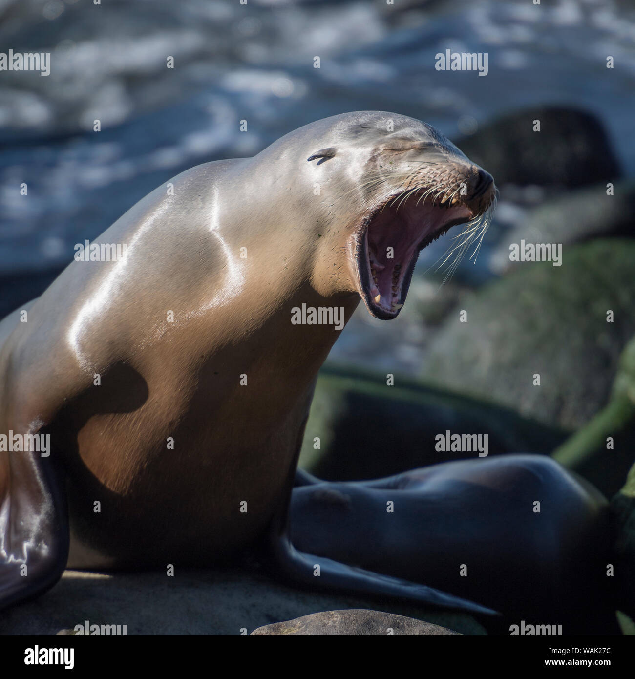 Roaring sea lion on the rocks off the Pacific Ocean Stock Photo
