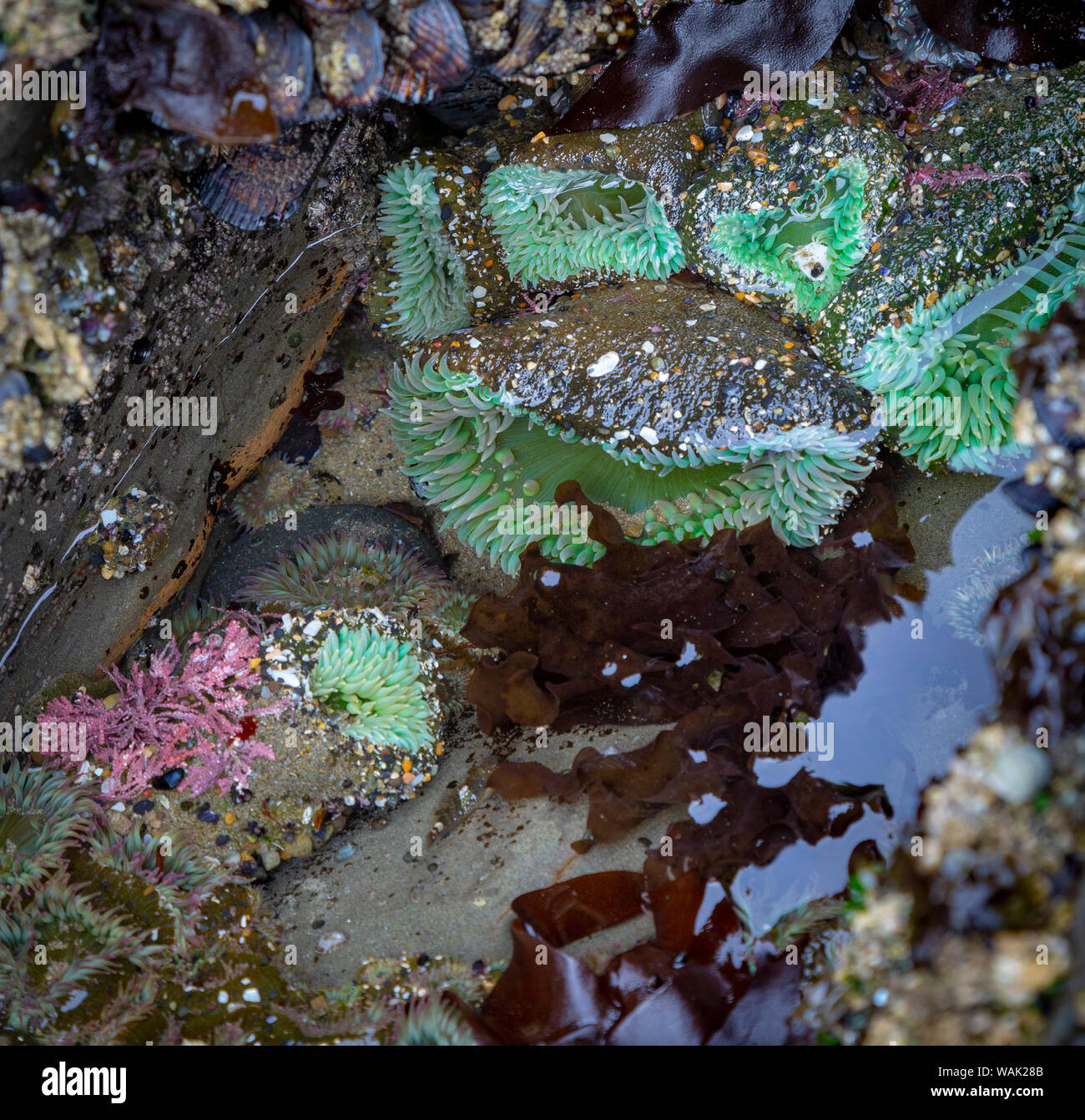 USA, Oregon, Otter Rock. Giant green anemones in tide pool. Credit as
