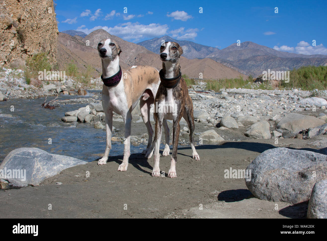 Two whippets standing by a creek (PR) Stock Photo