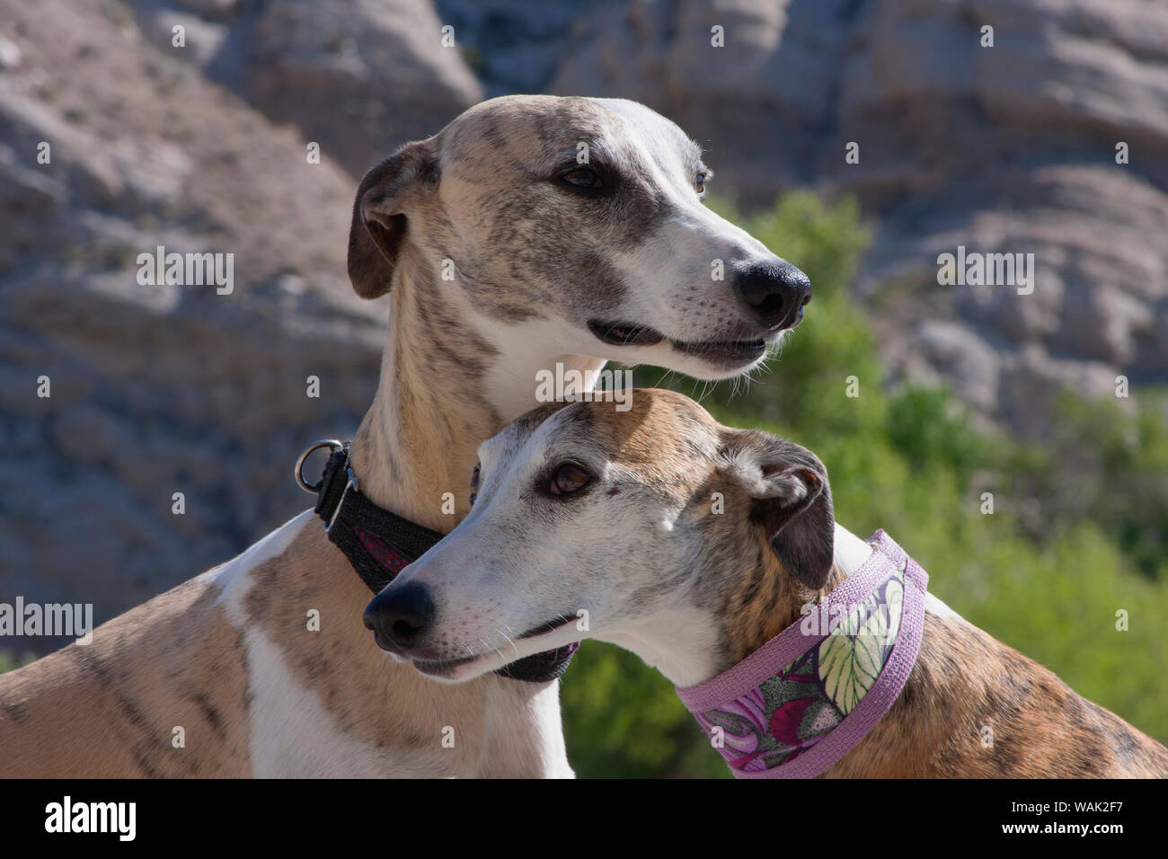 Two whippets (PR) Stock Photo
