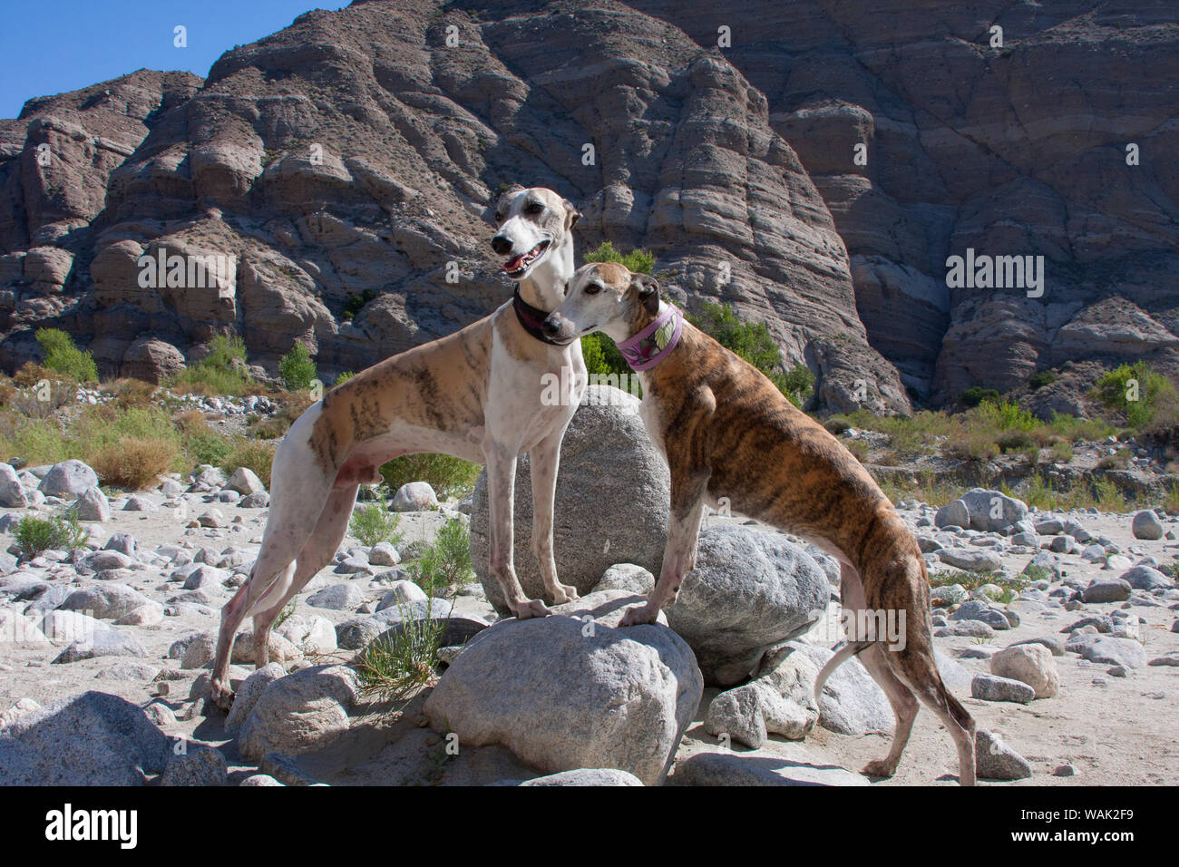 Two whippets sharing a rock (PR) Stock Photo