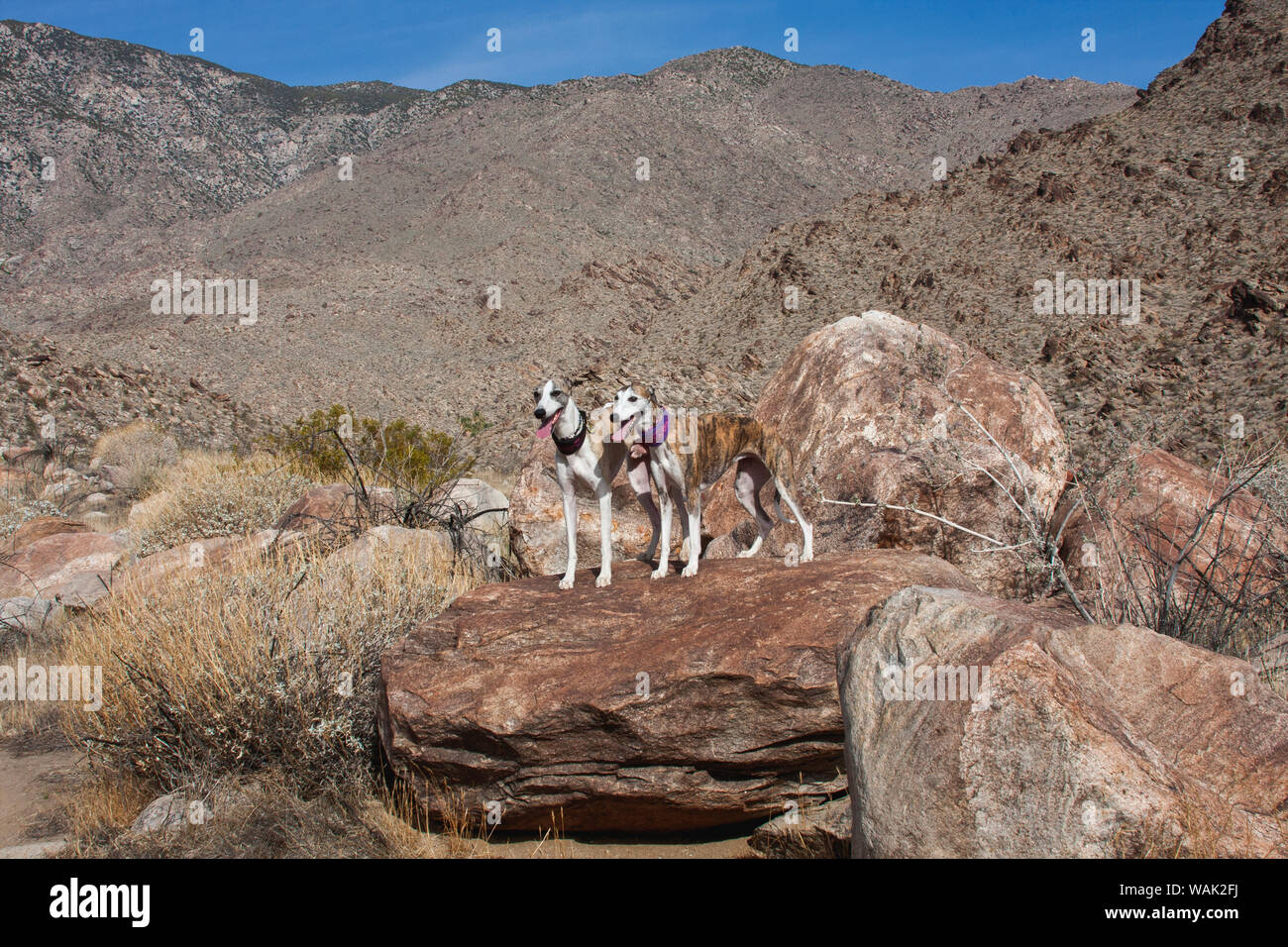 Two whippets standing in the Colorado Desert (PR) Stock Photo