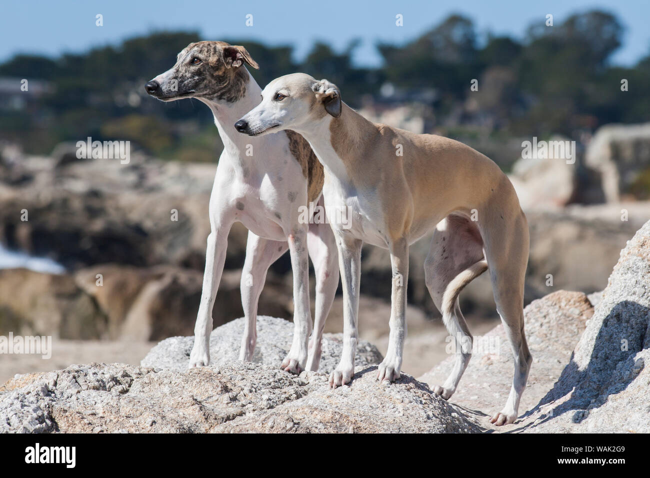 Two Whippets High Resolution Stock Photography and Images Alamy