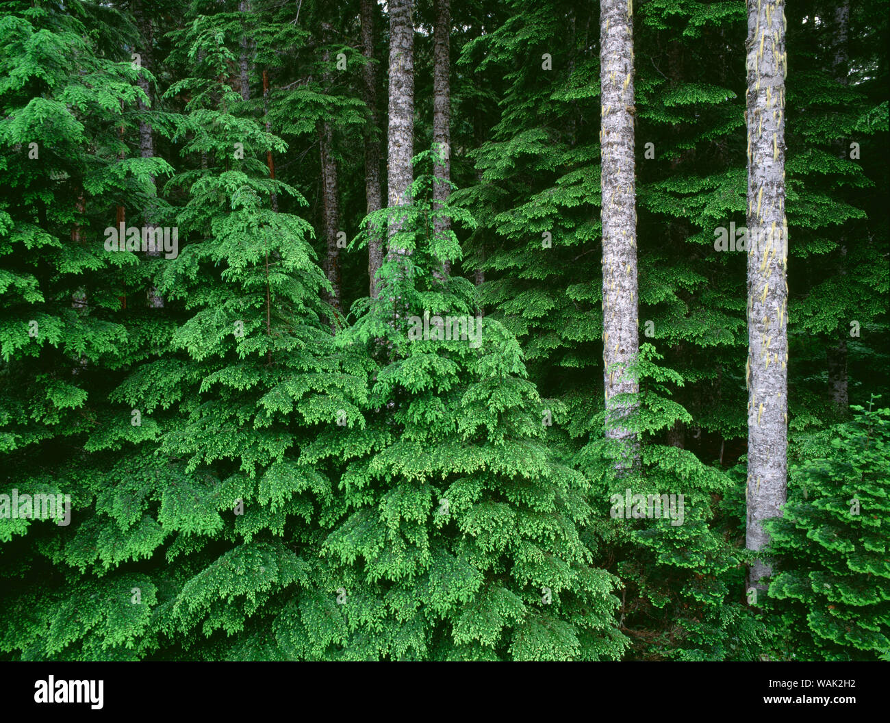 Noble fir hires stock photography and images Alamy