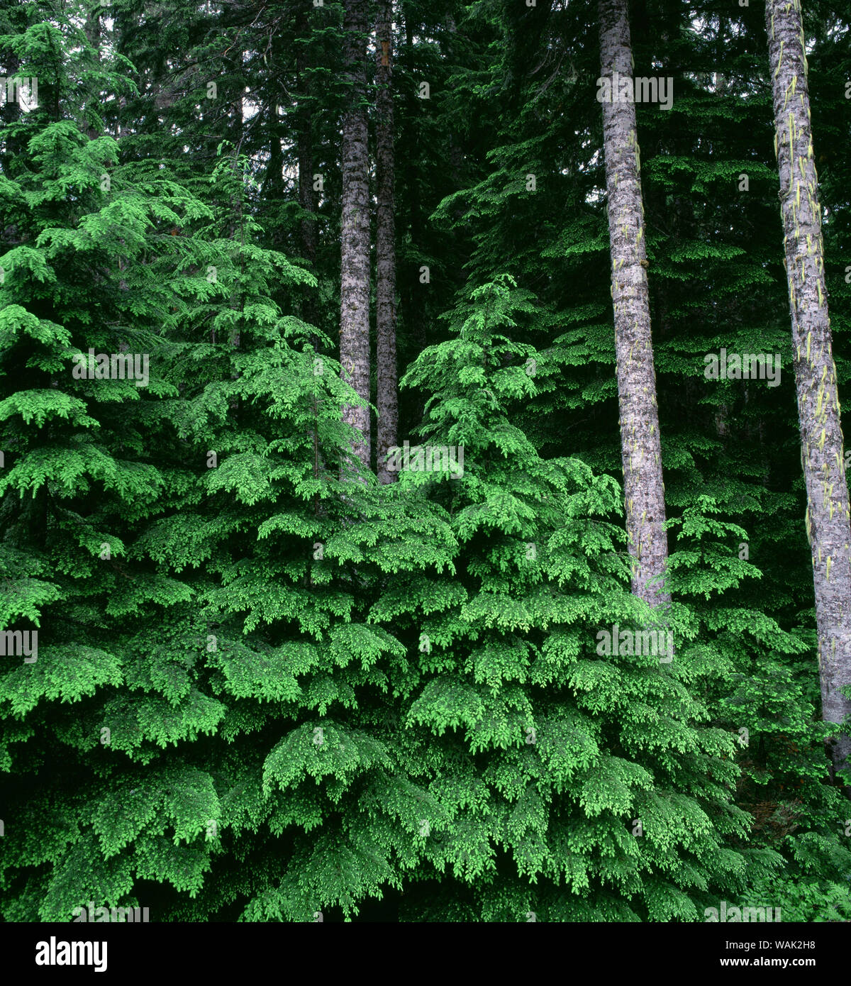 Noble fir hires stock photography and images Alamy