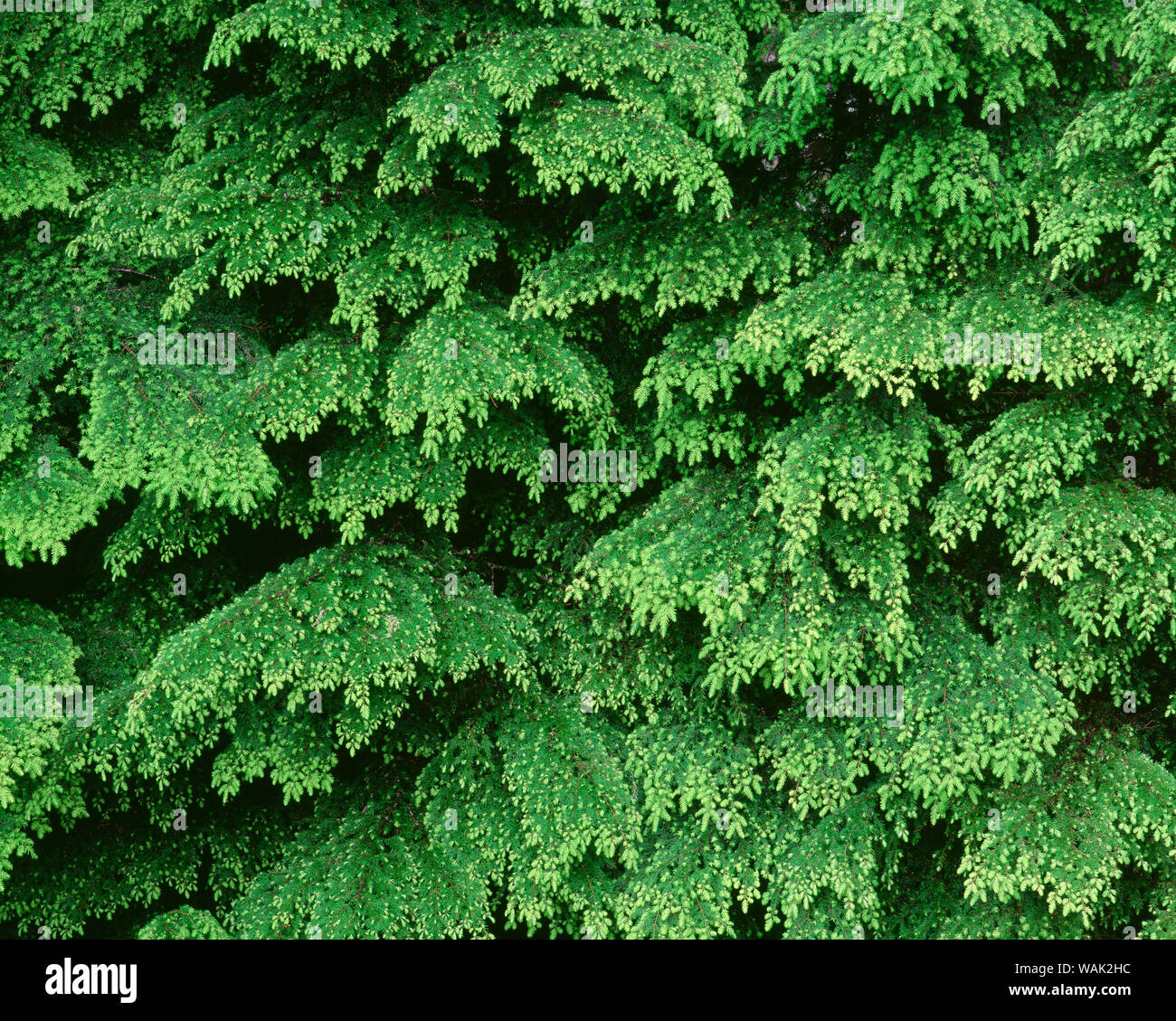 USA, Oregon, Willamette National Forest. New spring growth of western hemlock trees. Stock Photo