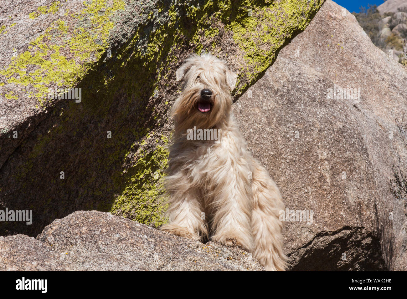 Wheaton terrier standing on a boulder (PR) Stock Photo