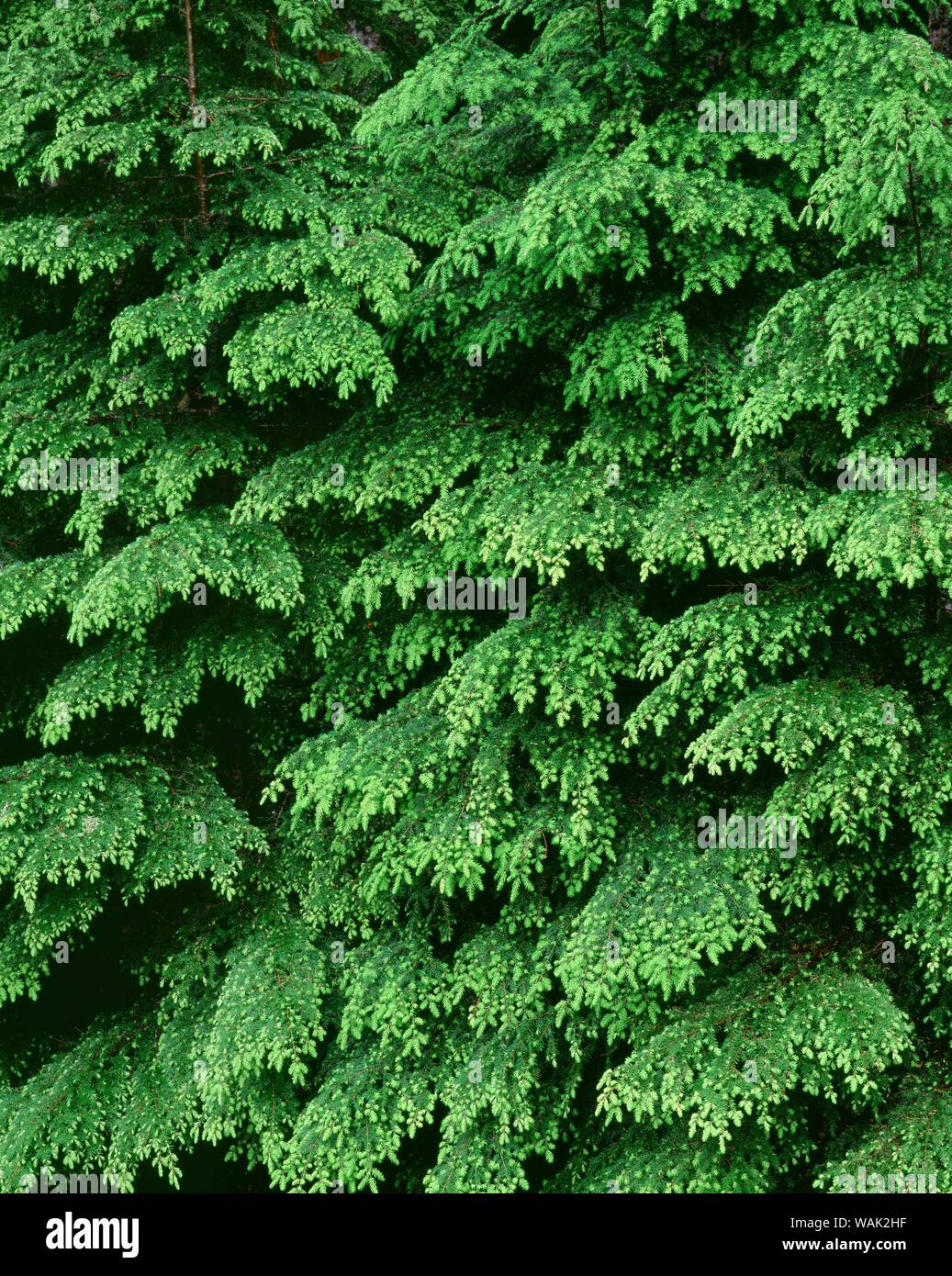 USA, Oregon, Willamette National Forest. New spring growth of western hemlock trees. Stock Photo