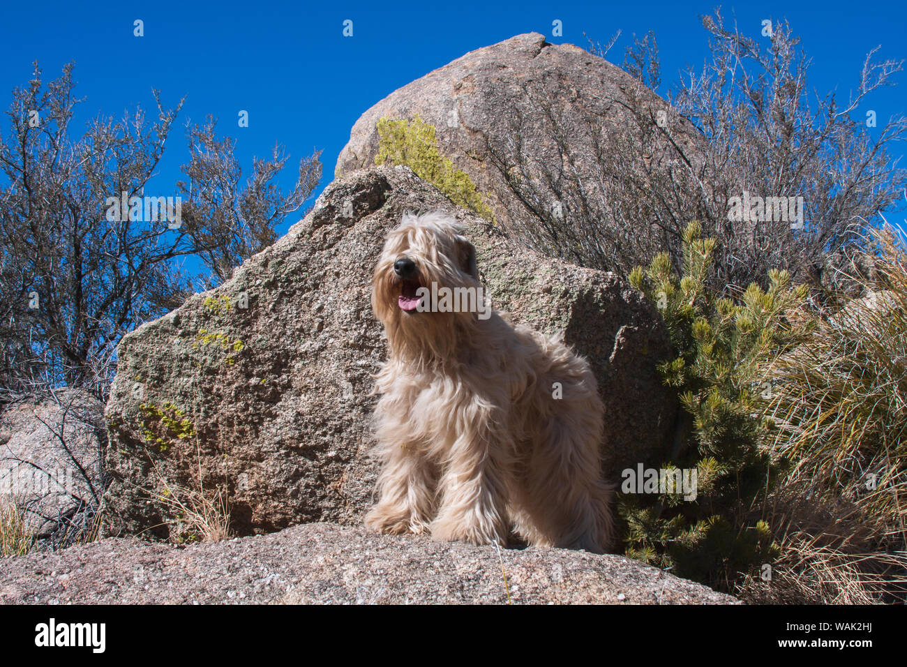 Wheaton terrier standing on a boulder (PR) Stock Photo