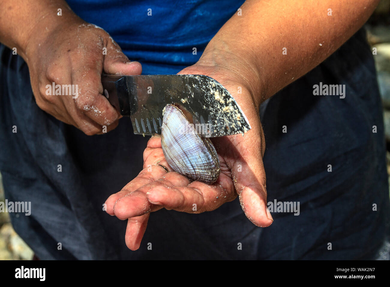 Kosrae, Micronesia (FSM). Cutting a fresh raw clam open with a knife before eating it. (Editorial Use Only) Stock Photo