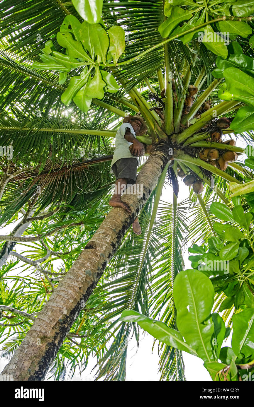 Kosrae, Micronesia (FSM). Elderly man climbing coconut tree to retrieve coconuts (Editorial Use Only) Stock Photo