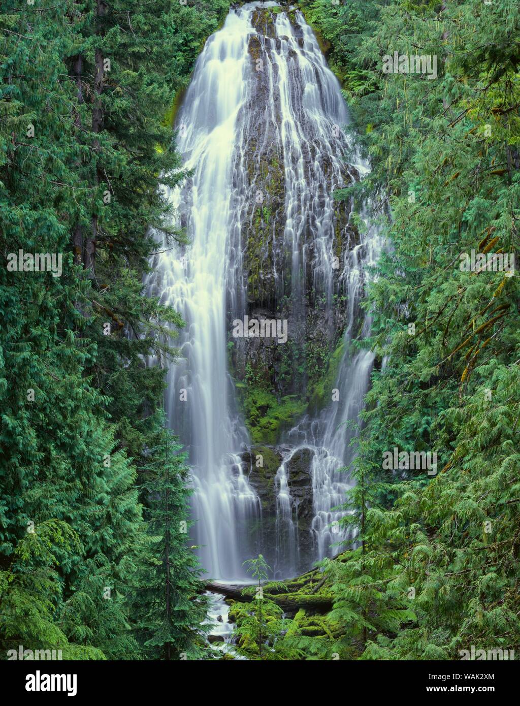 USA, Oregon, Willamette National Forest. Three Sisters Wilderness, Lower Proxy Falls is bordered by a coniferous forest of Douglas-fir and western red cedar. Stock Photo