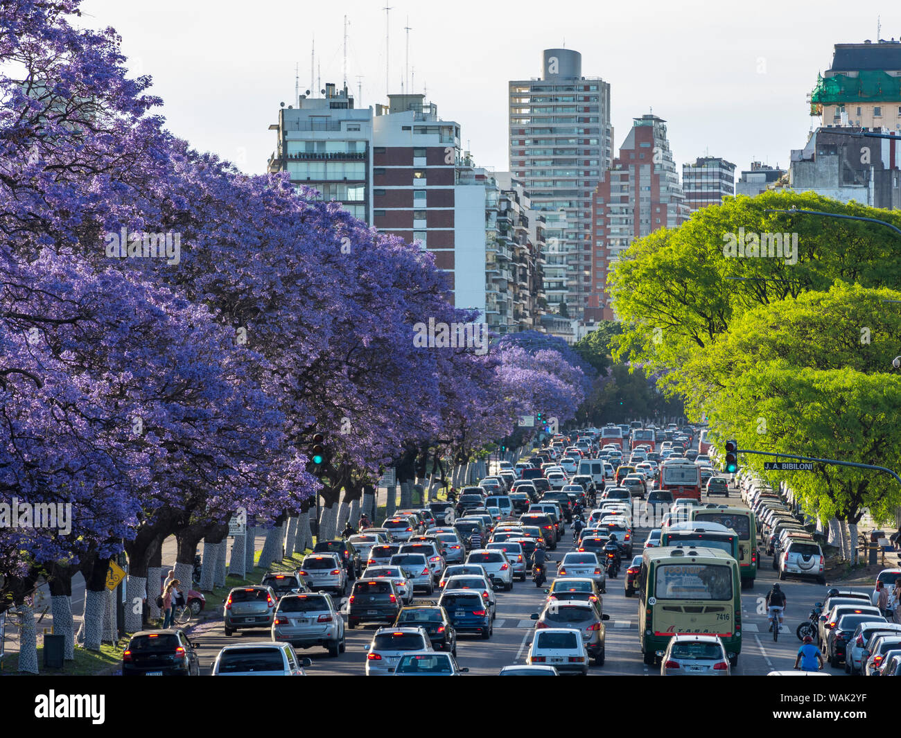Jacaranda trees on Avenida Presidente Figueroa Alcorta in Recoleta