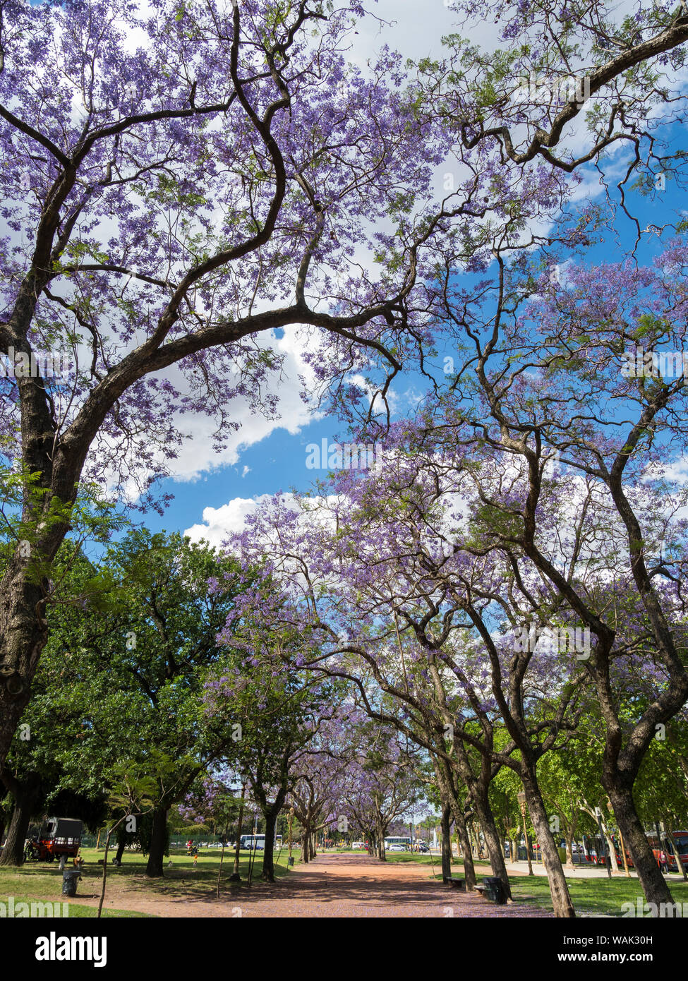 Jacaranda buenos aires hi-res stock photography and images - Alamy