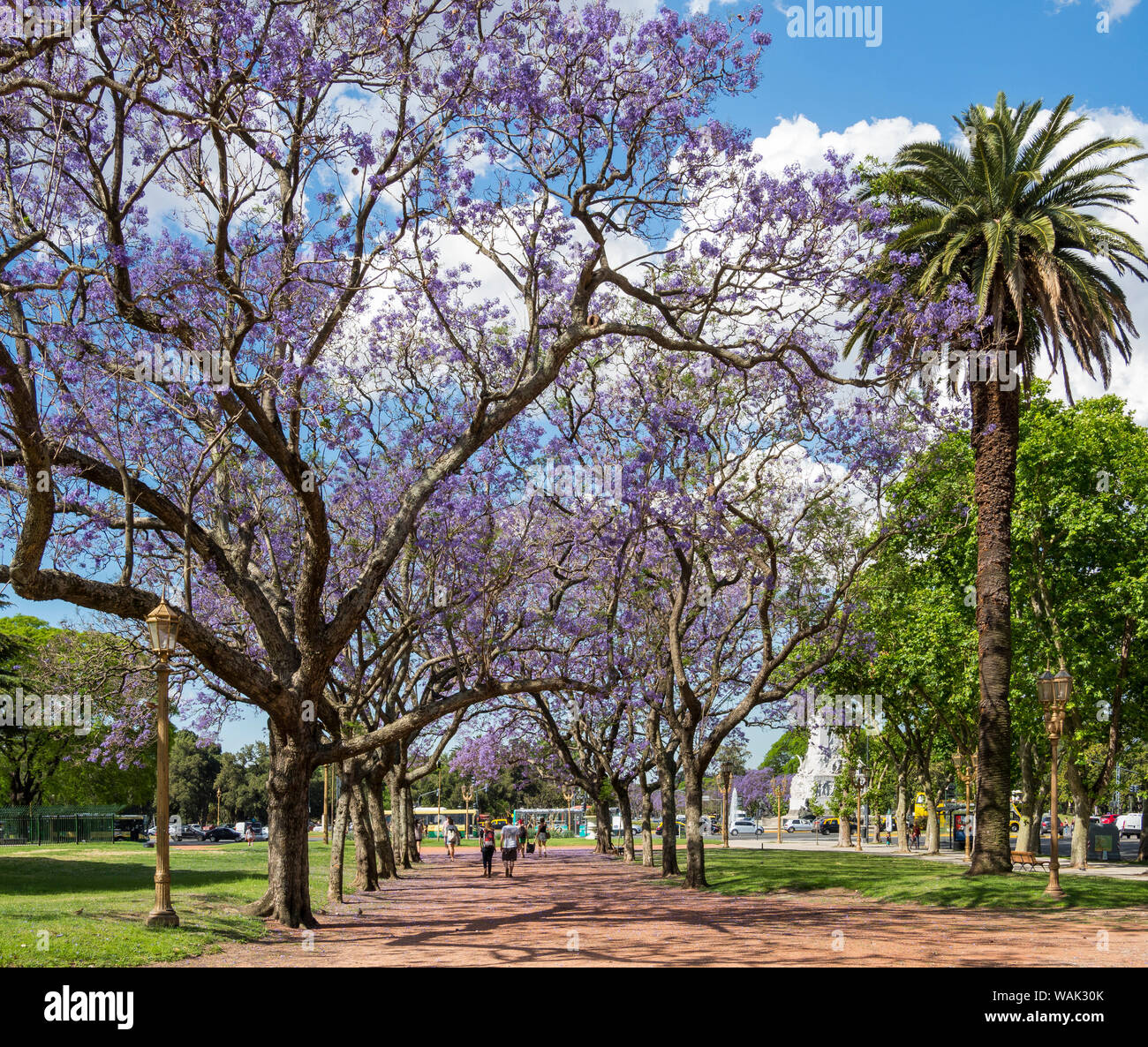 Alley with jacaranda trees in Intendente Seeber Square, Buenos Aires, Argentina. Stock Photo