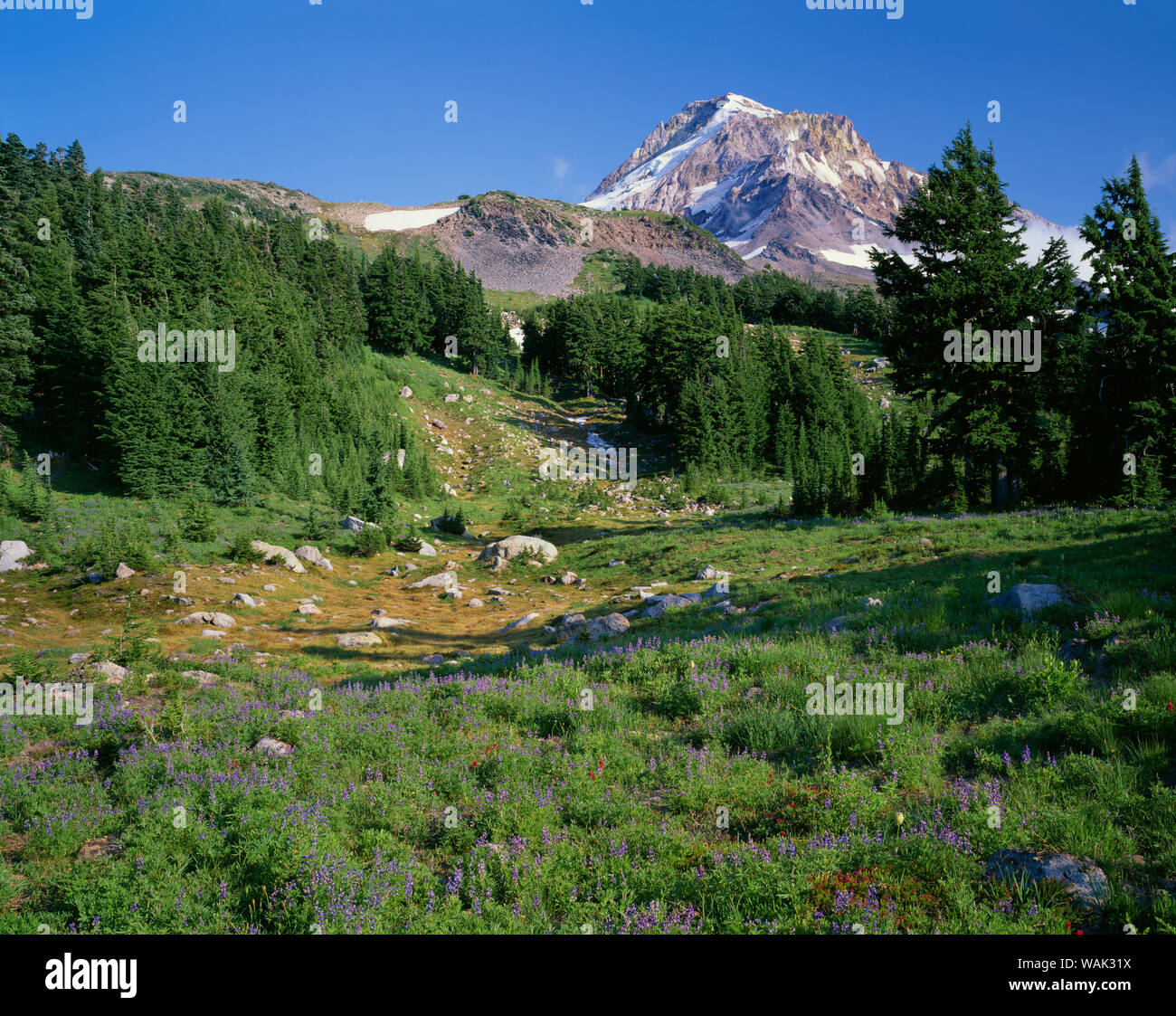 USA, Oregon, Mount Hood National Forest. Mount Hood Wilderness, Summer ...