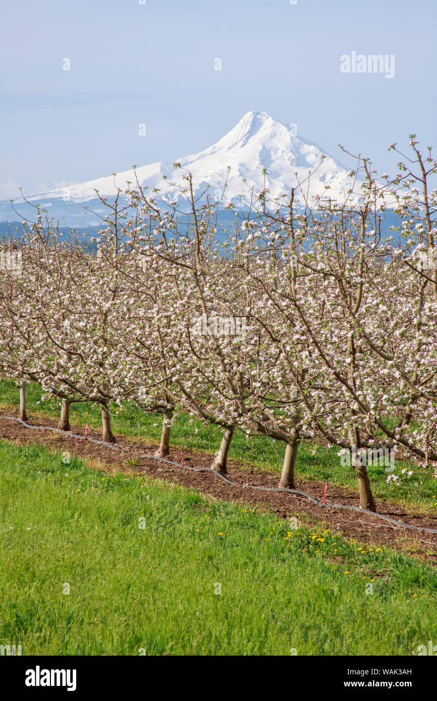 Hood River, Oregon, USA. Apple orchard in bloom with snow-covered Mount Hood in the background. Stock Photo