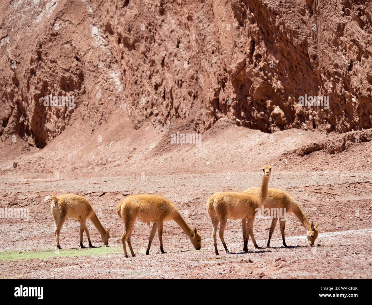 Vicuna (Vicugna vicugna) in the Altiplano of Argentina near Tolar Grande. Stock Photo