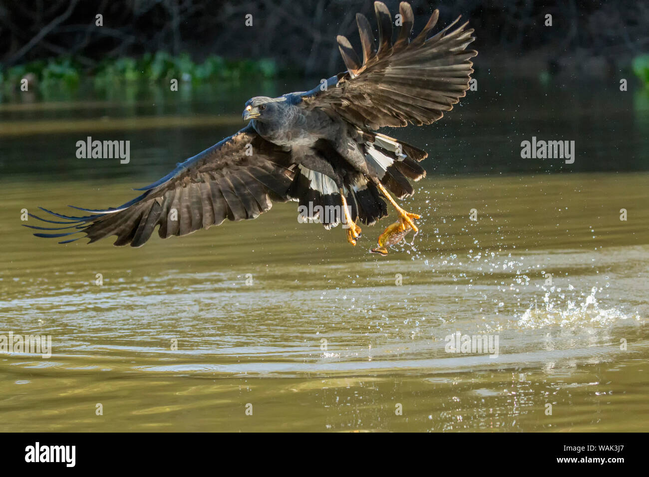 Pantanal, Mato Grosso, Brazil. Great black hawk swooping down to catch a fish in the Pixaim River Stock Photo