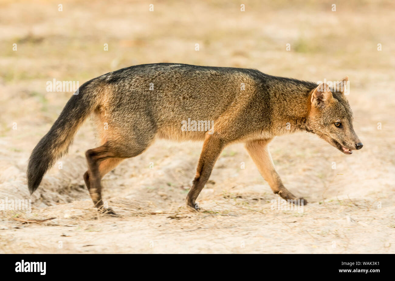 Pantanal, Mato Grosso, Brazil. Crabeating fox at sunrise. The crab