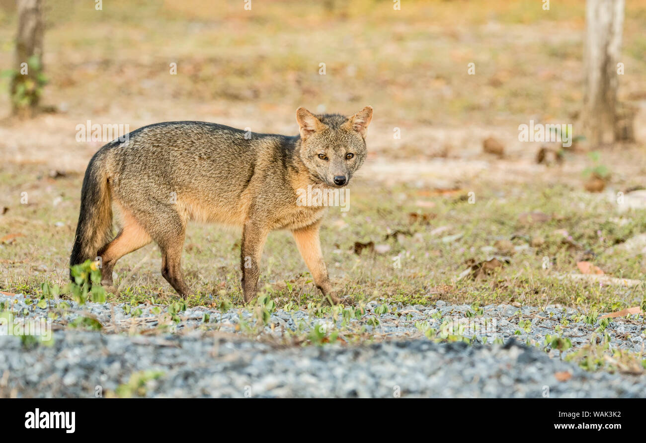 Pantanal, Mato Grosso, Brazil. Crabeating fox at sunrise. The crab