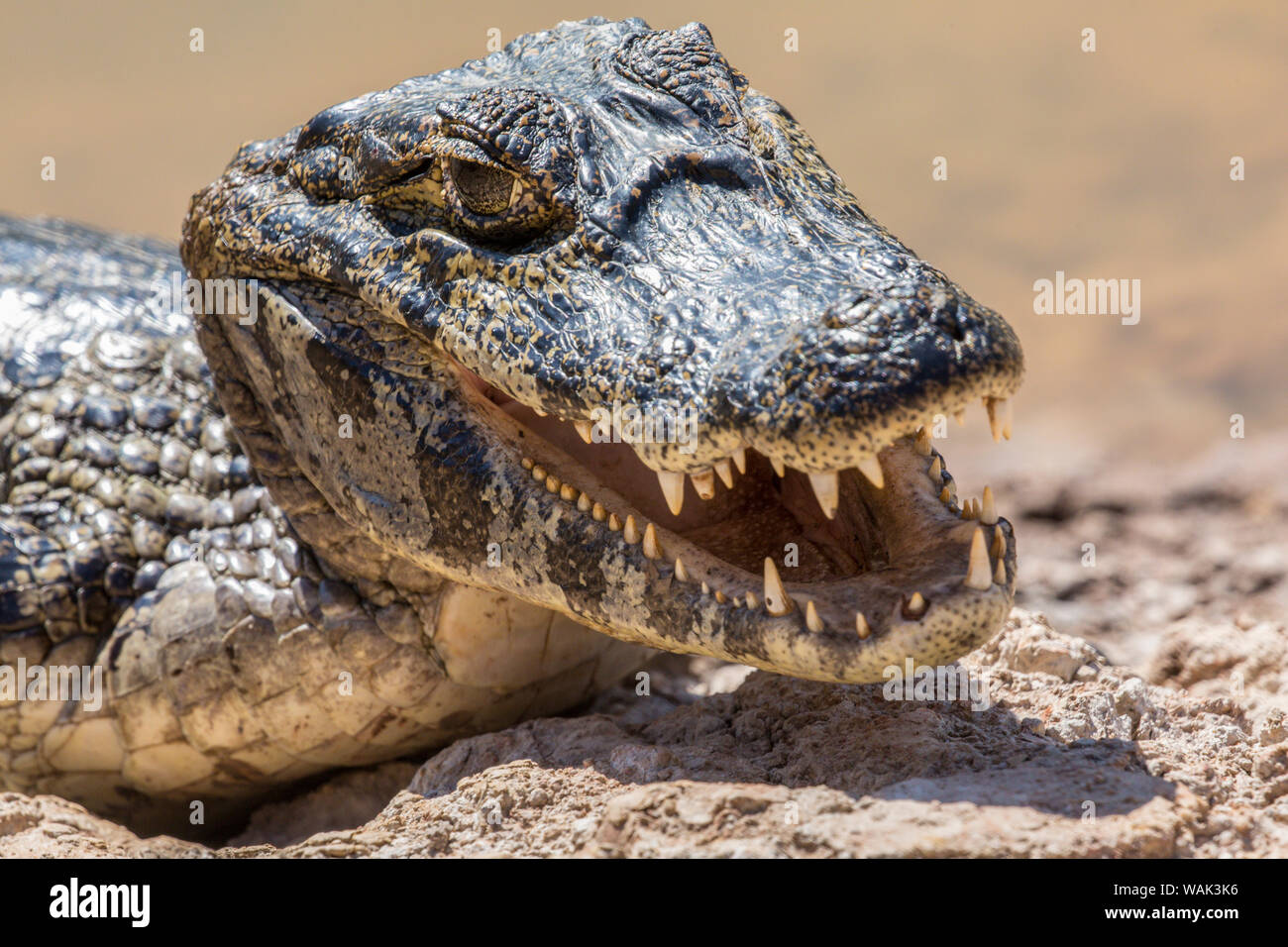 Pantanal, Mato Grosso, Brazil. Yacare caiman sunning itself along the riverbank. To keep cool, they open their mouths in a process that is called 'mouth gaping,' which is a lot like panting. Stock Photo