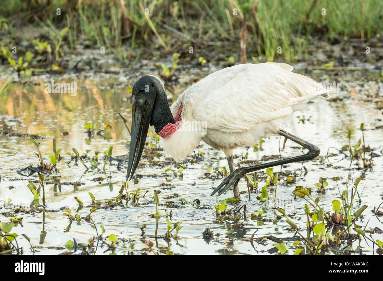 Pantanal, Mato Grosso, Brazil. Jabiru looking for fish to eat in the shallow marsh. Stock Photo