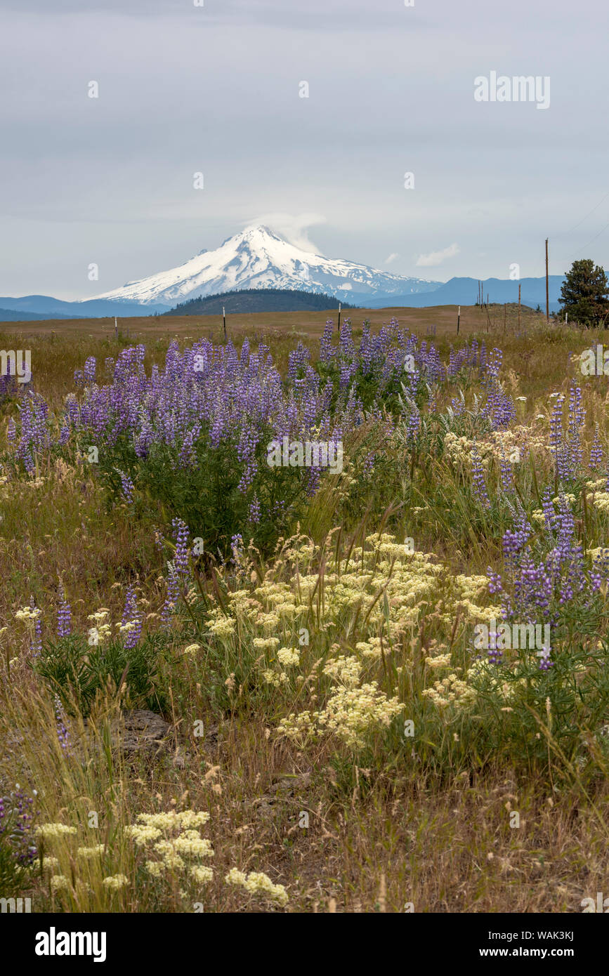 Field of wildflowers, mostly lupin are in contrast to the snowcapped Mt. Jefferson in the background Stock Photo