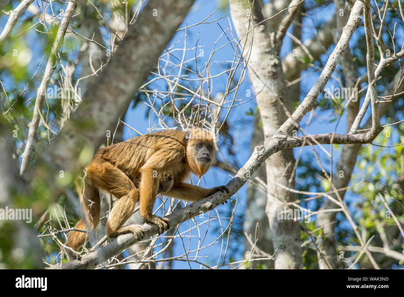 Pantanal, Mato Grosso, Brazil. Female and baby black howler monkey climbing a tree Stock Photo