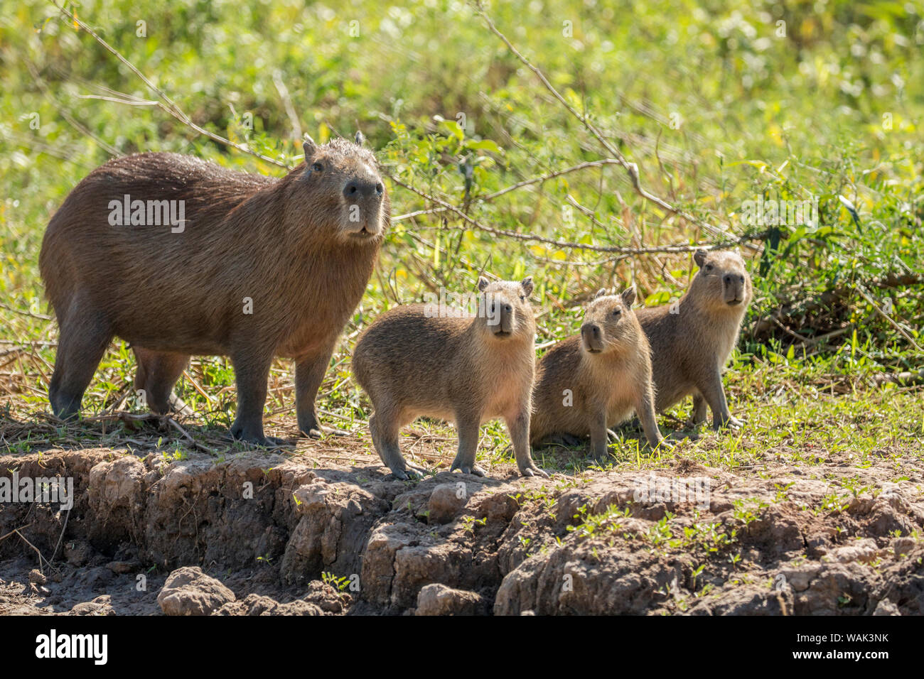Pantanal, Mato Grosso, Brazil. Portrait of a mother capybara and her young on the Cuiaba riverbank Stock Photo