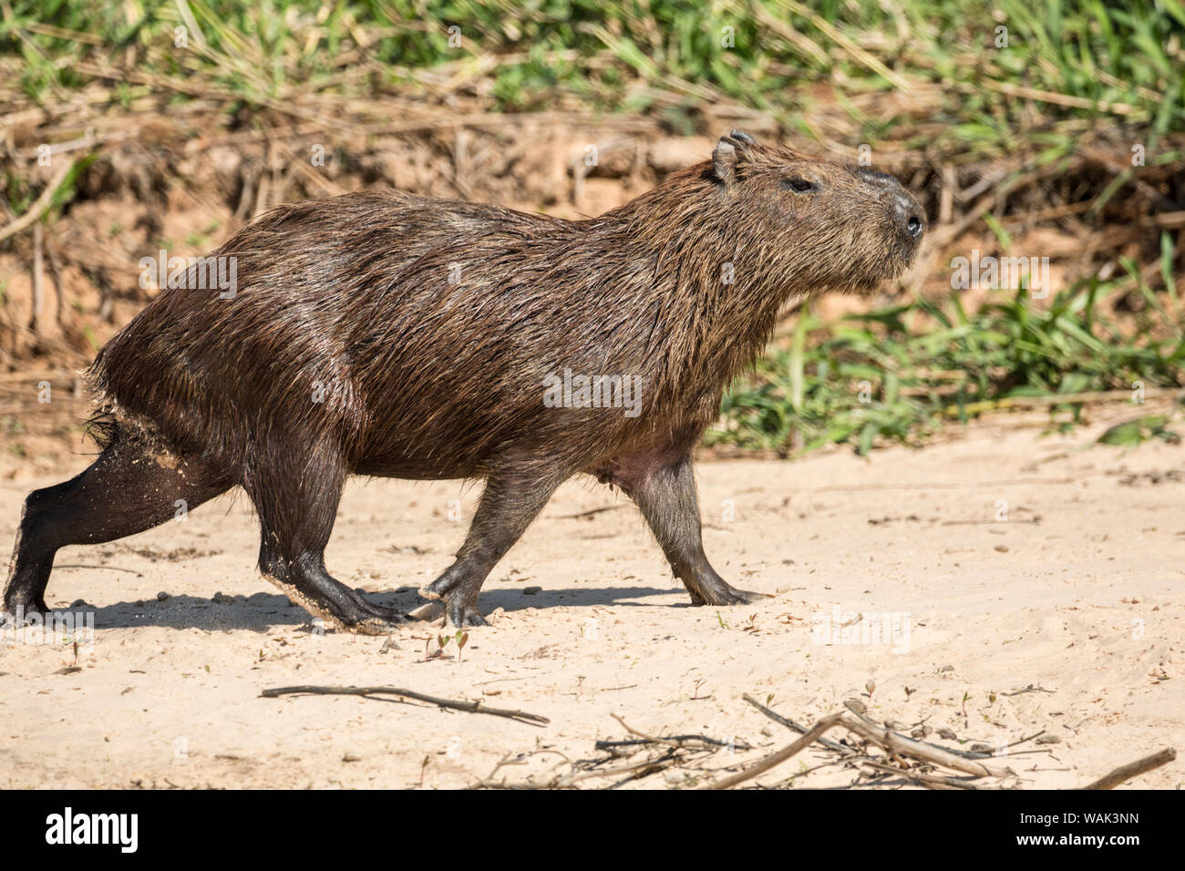 Pantanal, Mato Grosso, Brazil. Adult capybara walking on a sandy beach. Stock Photo