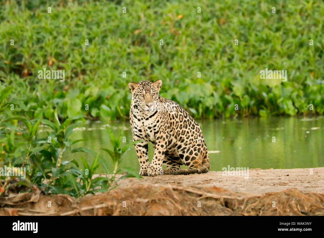 Pantanal, Mato Grosso, Brazil. Jaguar resting on a sandbar along the Cuiaba River. Stock Photo