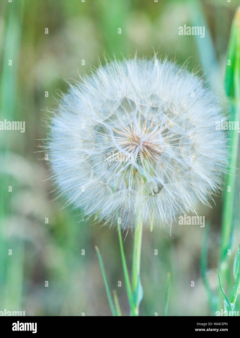 Close up dandelion hi-res stock photography and images - Alamy