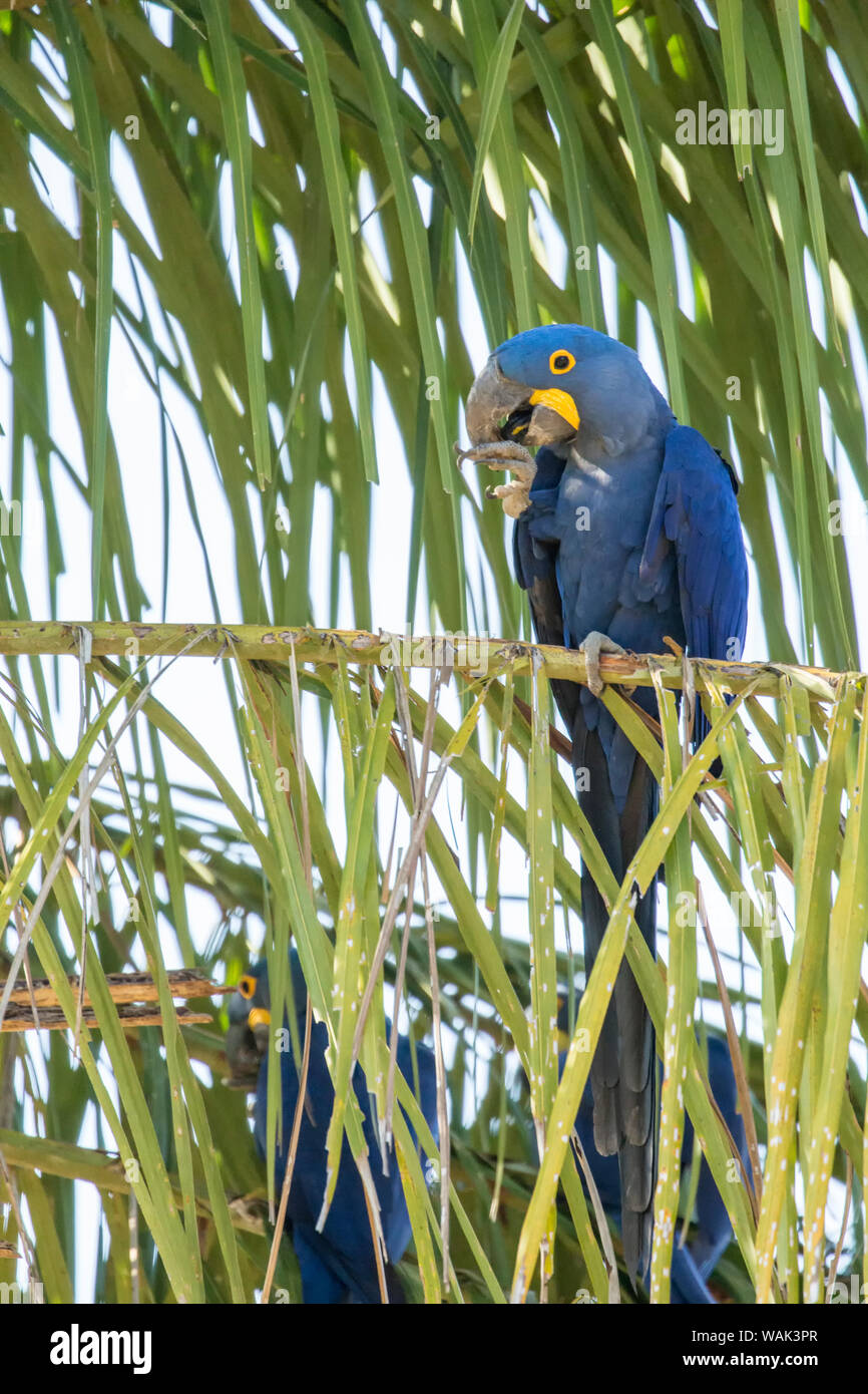 Pantanal, Mato Grosso, Brazil. Hyacinth macaw eating a babassu palm seed from a babassu palm tree. Stock Photo