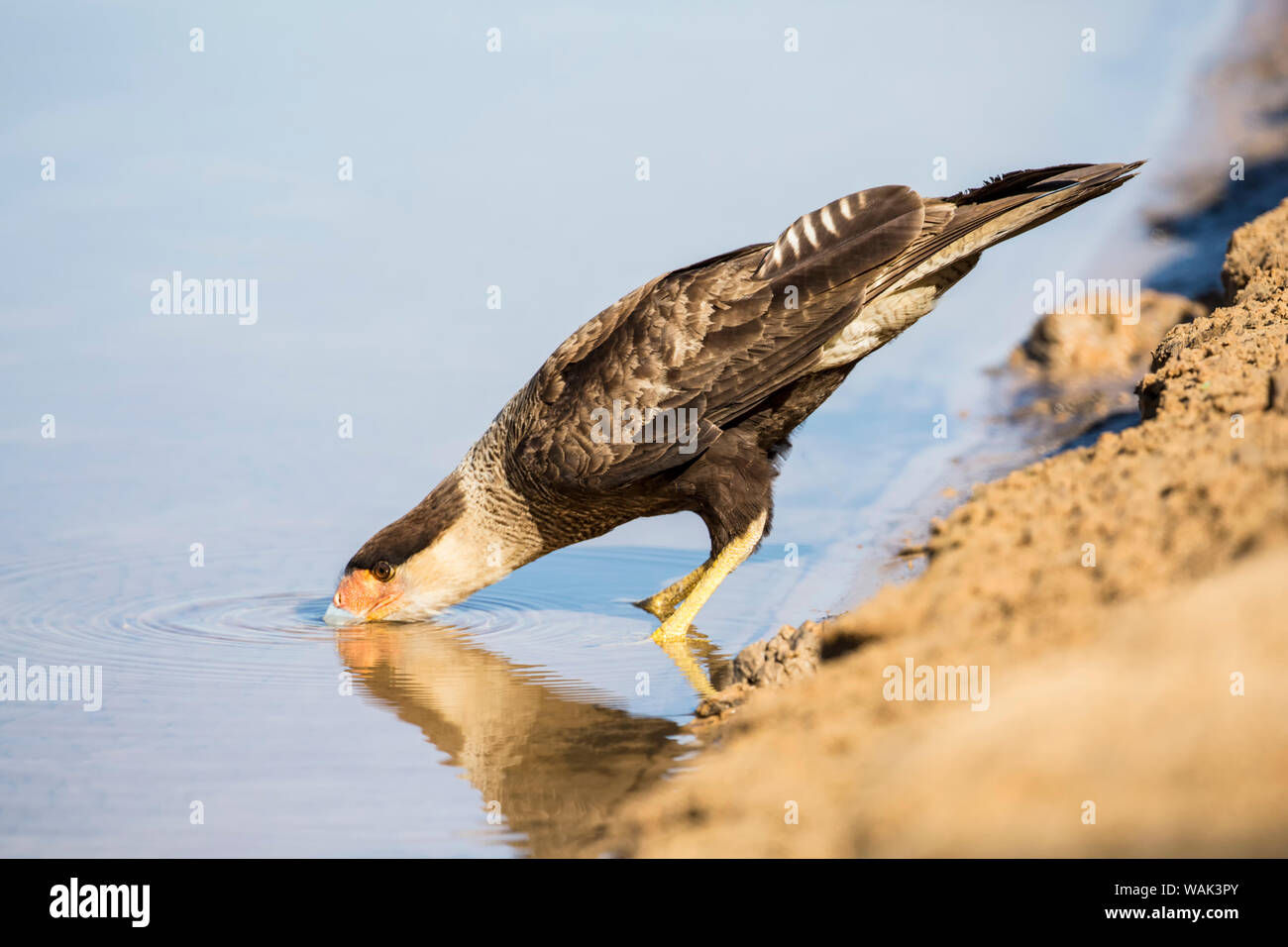Pantanal, Mato Grosso, Brazil. Male southern crested caracara drinking from a river. Stock Photo