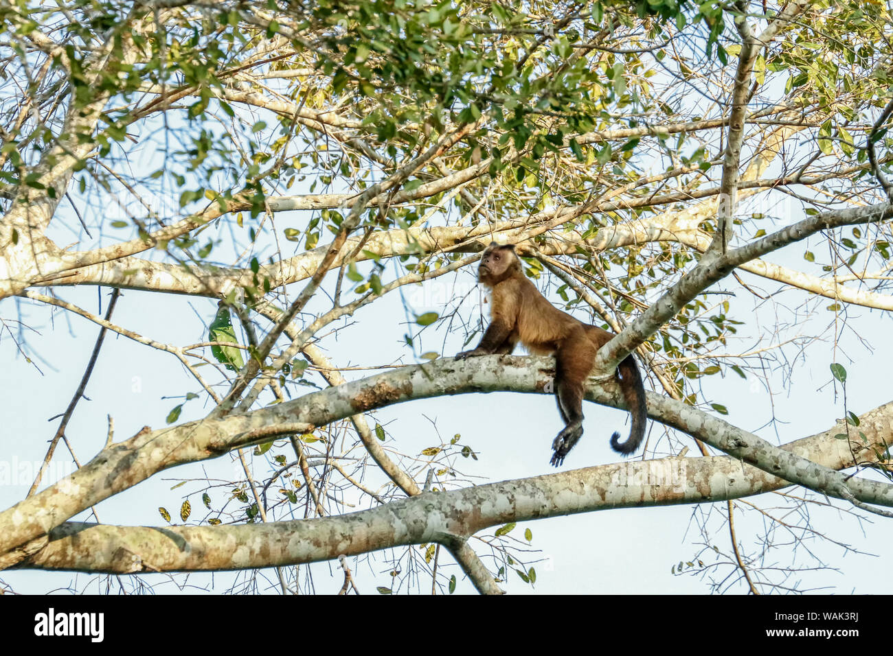 Pantanal, Mato Grosso, Brazil. Brown or black-capped, Pin or tufted monkey (Sapajus apella) straddling a branch. Stock Photo