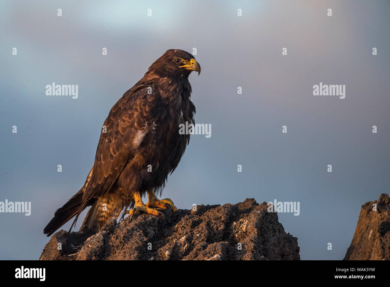 Endemic galapagos hawk hi-res stock photography and images - Alamy