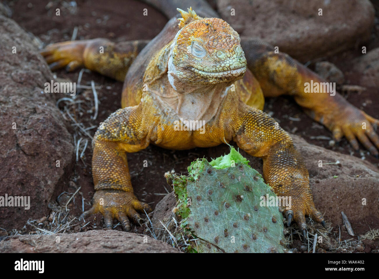 Ecuador, Galapagos Islands, Santa Fe Island. Santa Fe land iguana feeds on favorite food of Opuntia cactus. Stock Photo