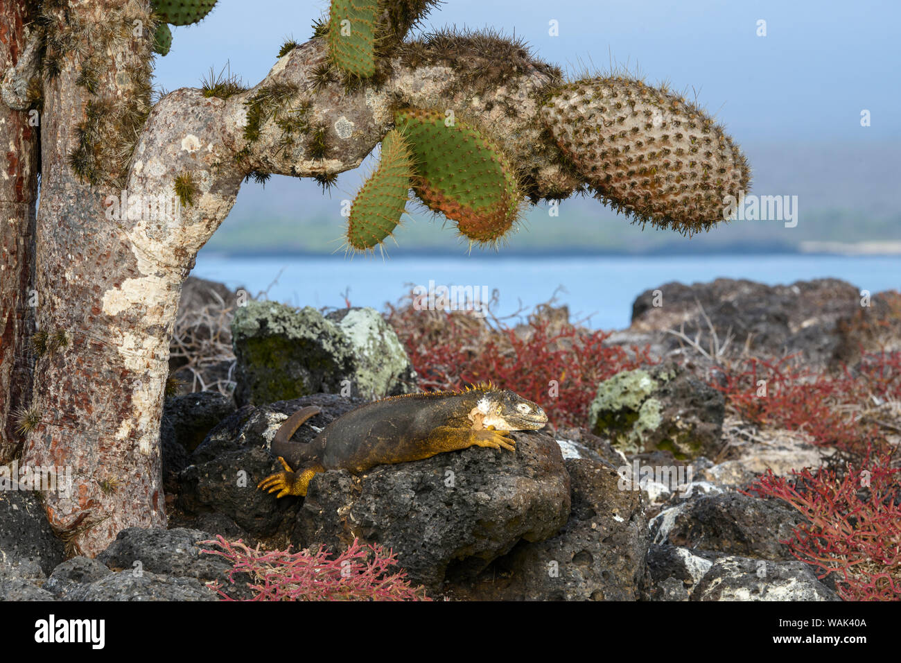 Ecuador, Galapagos Islands, Santa Fe Island. Santa Fe land iguana basking beneath favorite food source of Opuntia cactus. Stock Photo