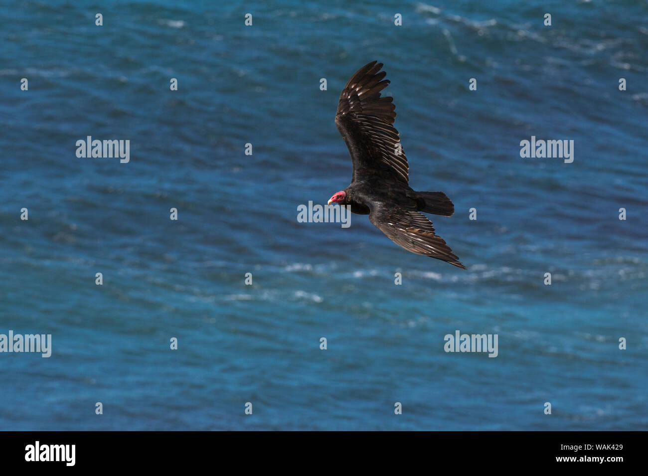 Turkey vulture, Cathartes aura, flying. Stock Photo